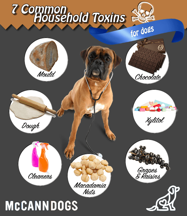 Household items poisonous to dogs hotsell