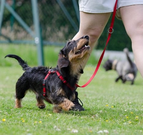 Leash training 2025 a stubborn puppy