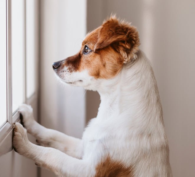 How To Help Separation Anxiety In Dogs For Back To Work