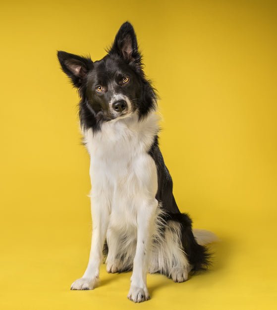 Living and Working With A Border Collie