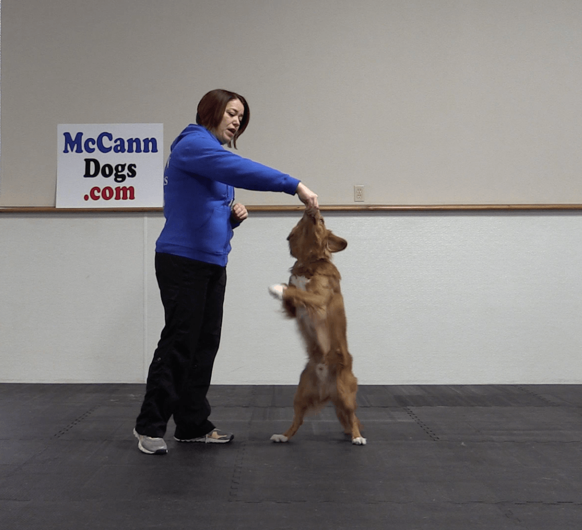 http://www.mccanndogs.com/cdn/shop/articles/trick-tuesday-stand-tall-907933.png?v=1680325525