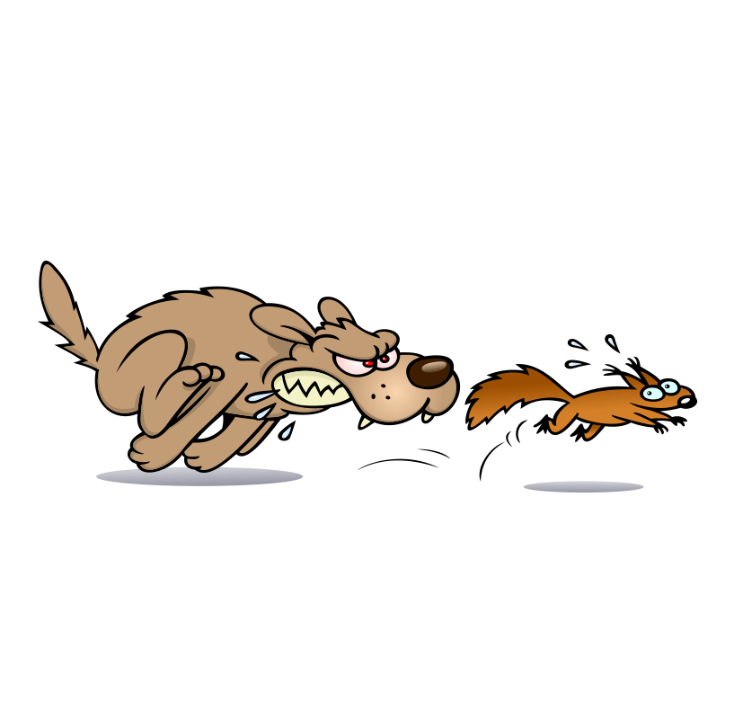 why do dog chase squirrels