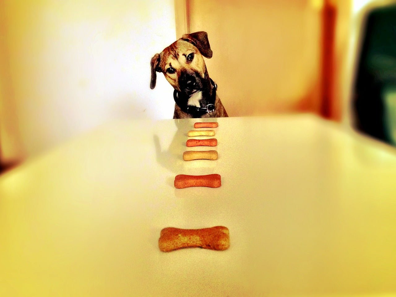 Using Food in Dog Training Bribery VS Reward McCann