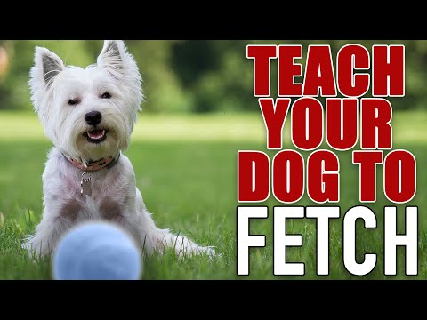 Fetch retrieve best sale