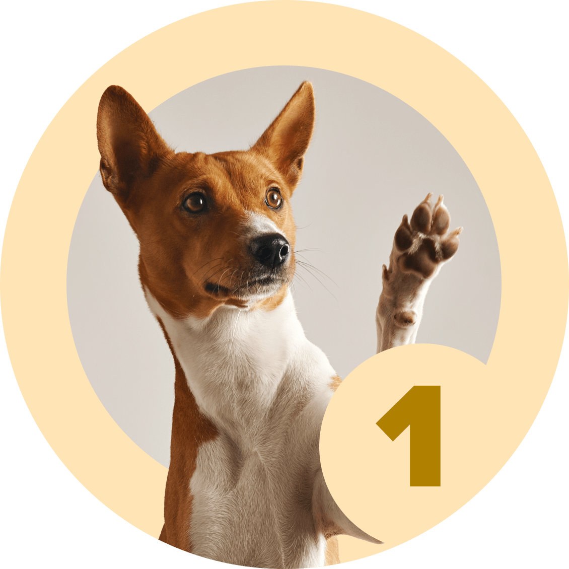 method-shaping-1-0-mccann-professional-dog-trainers