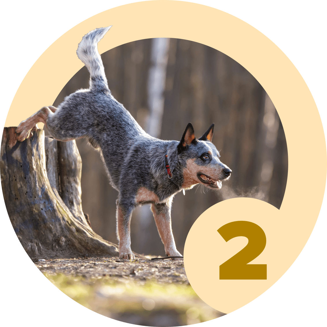 method-shaping-2-0-mccann-professional-dog-trainers