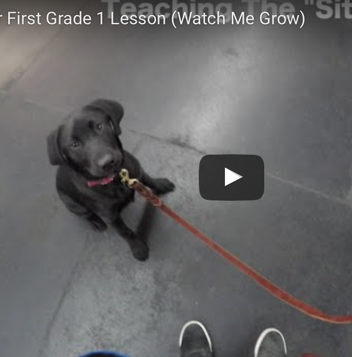 Labrador in training with McCann Professional Dog Trainers