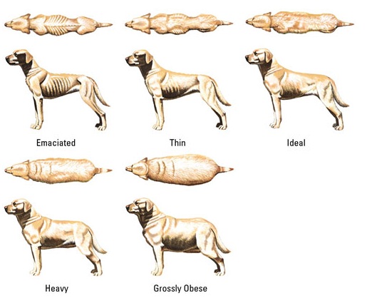 dog chart