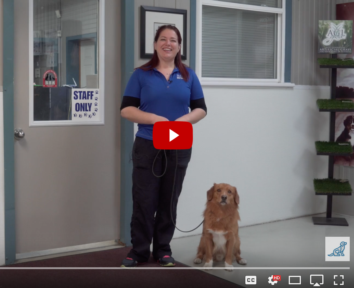 Teach your dog manners with McCann Professional Dog Trainers