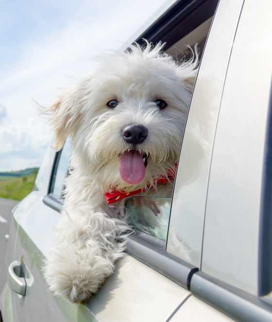 Tips for dog safe car travel with McCann Professional Dog Trainers